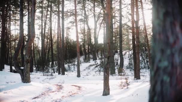 Sol está rompiendo a través de los árboles en el bosque al atardecer en invierno — Vídeo de stock