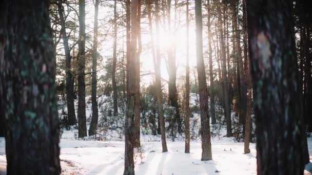 Cámara pasa entre hermosos árboles en el bosque al atardecer en invierno — Vídeo de stock