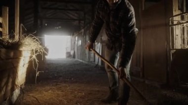 Erkek çiftçinin yabayla ahıra saman koyarkenki görüntüsü. Güneş ışığı ahıra giriyor. Genç adam güneşli bir günde ahıra saman koyar. Yüksek kalite 4k görüntü