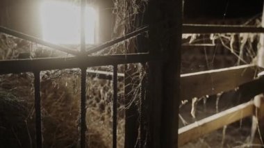 Güneş ışığıyla dolu saman ambarının kapısındaki ağın sinematik görüntüsü. Güneş ışığı ahıra giriyor. Çiftlikte terk edilmiş boş bir ahır. Yüksek kalite 4k görüntü