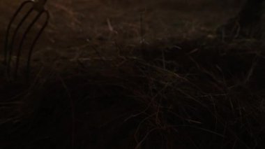 Erkek çiftçinin ahıra saman atmak için yaba kullanmasının sinematik görüntüsü. Güneş ışığı ahıra giriyor. Genç adam güneşli bir günde ahıra saman koyar. Yüksek kalite 4k görüntü