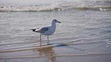 Güneşli bir günde kumlu sahilde deniz suyu dalgaları boyunca yürüyen martı. Kumsalda serin ve güneşli bir gün. Bir martıyı kovalayan küçük dalgalar. Yüksek kalite 4k görüntü