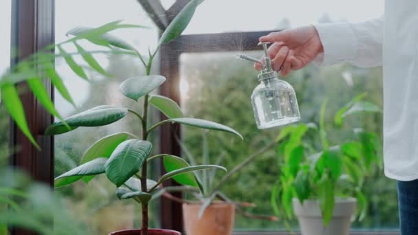 女性は植物の葉に水を噴霧し テラスでそれらを拭く 自宅のテラスでの園芸の映像 白いシャツと緑の植物 高品質4Kビデオ録画 — ストック動画