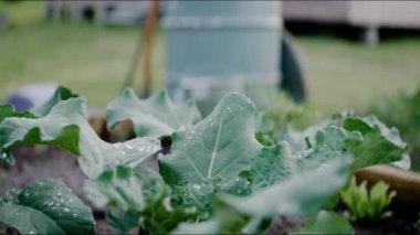 Arka bahçede yetişen genç lahana yapraklarının üzerine su damlaları. Bahçede yağmurlu bir gün. Çiçekleri yazın sulamak. Ev yapımı sebzeler, çevre koruma. Yüksek kalite 4k görüntü