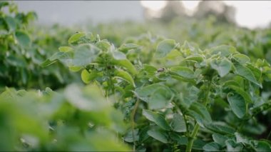 Bahçede, ıslak yapraklarda ve toprakta yetişen patates bitkilerinin yakınlaşması. Su, taze sebze yapraklarının üzerine düşer. Ev yapımı sebzeler, çevre koruma. Yüksek kalite 4k görüntü