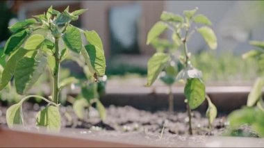 Güneşli bir günde bahçede büyüyen genç bitkiler. Arka bahçede rüzgardan sallanan küçük yeşil ağaçlar. Ev yapımı sebzeler, çevre koruma. Yüksek kalite 4k görüntü