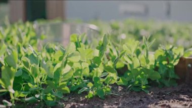 Güneşli bir günde bahçede büyüyen genç bitkiler. Bahçede rüzgardan sallanan küçük yeşil filizler. Ev yapımı sebzeler, çevre koruma. Yüksek kalite 4k görüntü