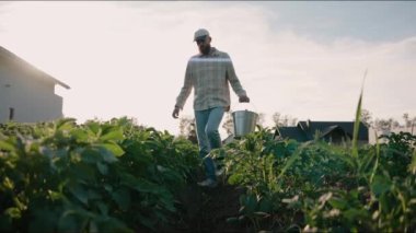 Adam gün batımında bahçede dolaşıp sebze ve bitkilerini kontrol ediyor. Ev yapımı sebzeler, çevre koruma. Adam bahçedeki bitkilerle ilgileniyor. Yüksek kalite 4k görüntü