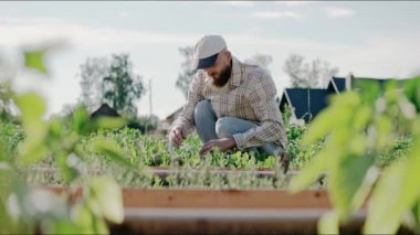 Güneşli bir günde bahçede genç sebze yataklarıyla çalışan bir adam. Ev yapımı sebzeler, çevre koruma. Adam bahçedeki yamasını ayıklıyor. Yüksek kalite 4k görüntü