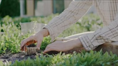 Güneşli bir günde bahçeye genç sebzeler eken insanların elleri. Ev yapımı sebzeler, çevre koruma. İnsan toprağa küçük bir filiz eker. Yüksek kalite 4k görüntü