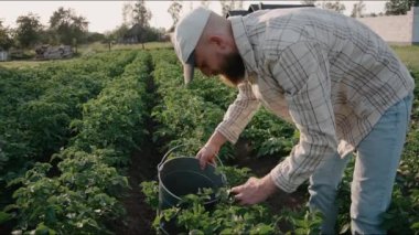 Adam güneşli bir günde bahçedeki bitki yapraklarından kolorado böcekleri topluyor. Ev yapımı sebzeler, çevre koruma. Adam bahçedeki bitkilerle ilgileniyor. Yüksek kalite 4k görüntü