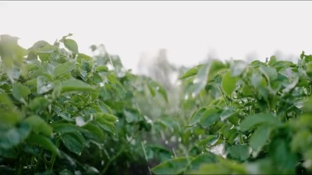 Vatten Rinner Potatisväxter Som Växer Ett Stort Fält Regnig Dag — Stockvideo