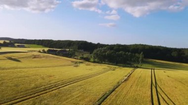 İnsansız hava aracı, orman ve denize bakan parlak sarı buğday tarlasının üzerinde uçuyor. Sahada sıkıştırılmış buğday şeritleri var. Güneşli bir günde buğday tarlası. Yüksek kalite 4k görüntü
