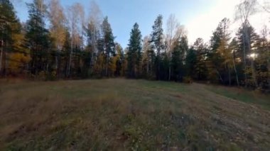 FPV Drone tarladan ormana uçuyor, Rusya 'daki bir çam ağacı ve huş ağacının içinden uçuyor. Sonbahar (Ekim). Birinci kişi görünümü