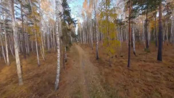 Fpv Aerial Footage Pov Flying Pine Tree Birch Forest Russia — Stock Video