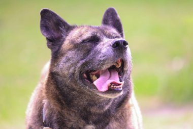 Mutlu, tüylü, güneşli bir günde gülümseyen köpek