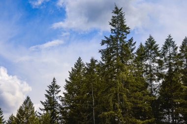 Koyu yeşil ağaç, mavi gökyüzüne karşı.