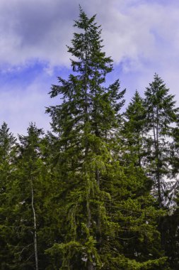 Koyu yeşil ağaçlar parlak mavi gökyüzüne karşı