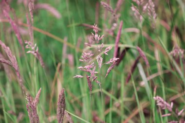 Mor çimenler tohum olacak Uzun yeşil saplı