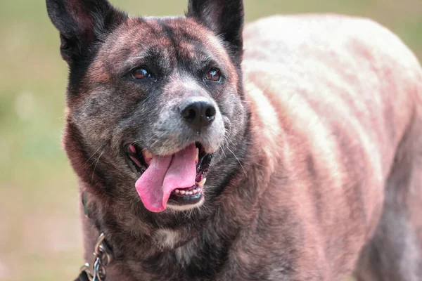 Groot pluizig bruin hond glimlachen op heldere dag — Stockfoto