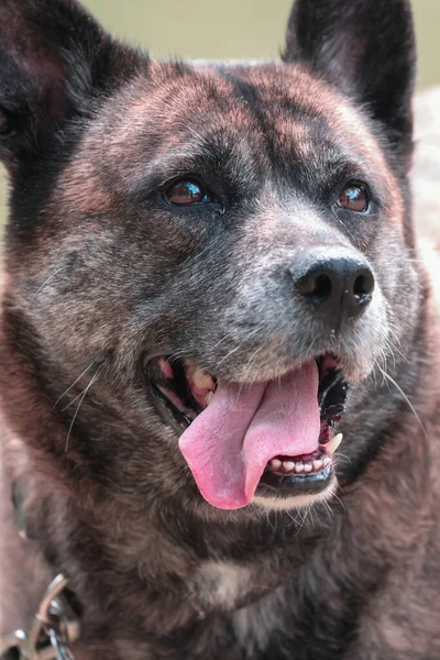Groot pluizig bruin hond glimlachen op heldere zomerdag — Stockfoto