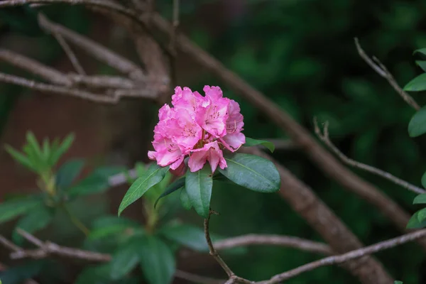 Bright pink rhododendron flowers in late spring — Stock Photo, Image