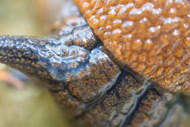 Yapışkan sümüklü böcek derisinin dokusunu kapat