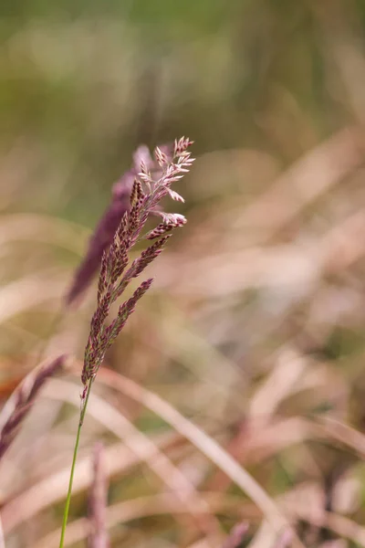 Hierba floreciendo con semillas púrpuras en verano — Foto de Stock