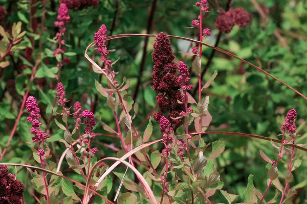 Flores de color rosa oscuro que se secan en el arbusto en el calor del verano —  Fotos de Stock