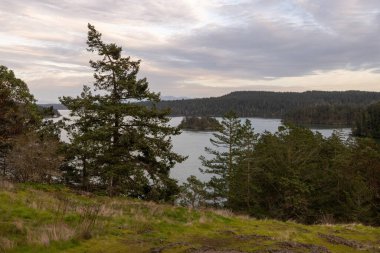 Bulutlu gökyüzü olan küçük çam ormanı adası