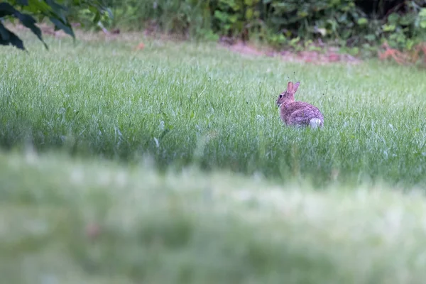 Bruin konijn in het gazon in de vroege ochtend — Stockfoto