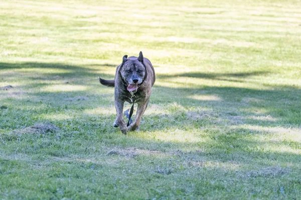 Glücklicher Hund rast mit breitem Lächeln durch Park — Stockfoto