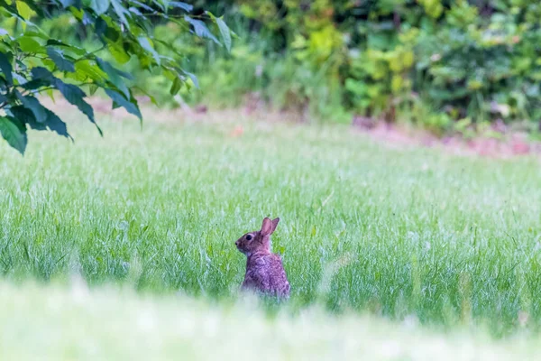 Pequeno rabit selvagem olhando através do campo gramado — Fotografia de Stock