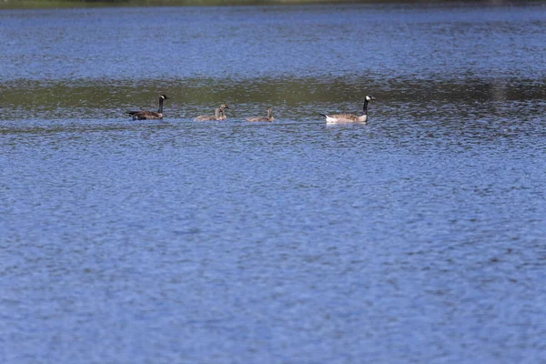 Kanadská husa s kuřaty plave přes rybník — Stock fotografie