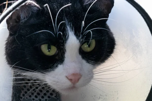 Cone em um gato preto e branco com olhos verdes — Fotografia de Stock