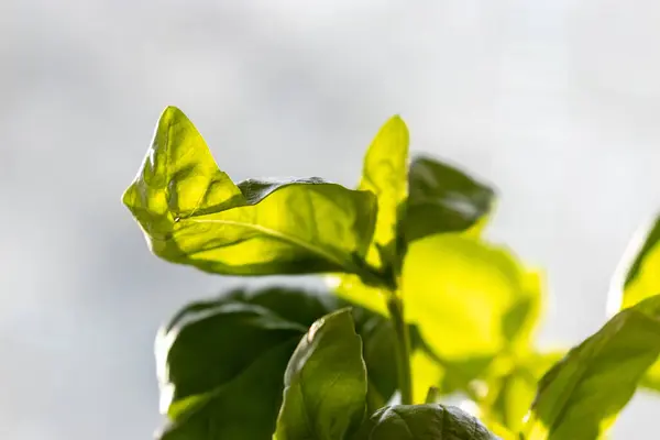 Green basil leaves on stems growing in kitchen window light — Stock Photo, Image