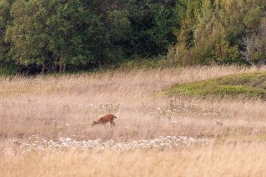 Tarlada otlayan küçük bir geyik.