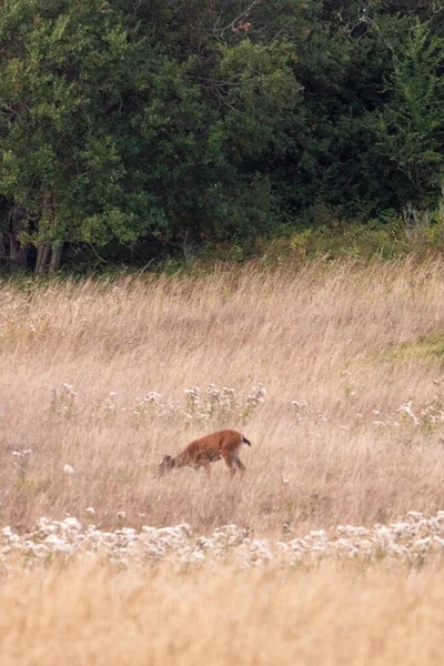 Kleine herten grazen op gras in het veld — Stockfoto