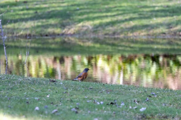 Röd robin sitter nära klar sjö vatten — Stockfoto
