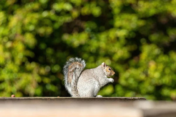 Esquilo sentado em cerca de madeira no clima de verão — Fotografia de Stock
