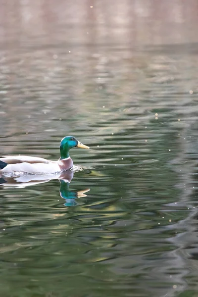 Pato nadando na água do lago refletindo cores bonitas da primavera — Fotografia de Stock