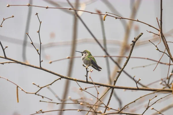 Pequeño colibrí verde sentado en ramas con brotes de invierno — Foto de Stock