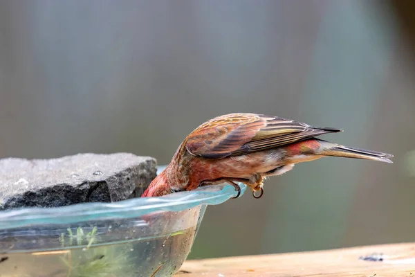 Rosafarbener Hausfinkenkopf trinkt und hockt auf Wasserschale — Stockfoto