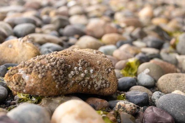 Piscina de marea rocas cubiertas de percebes de algas marinas y agua — Foto de Stock