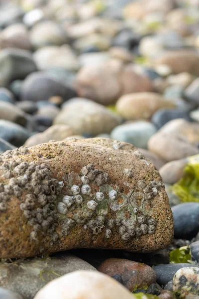 Tide pool rocks covered in seaweed barnacles and water — Stock Photo, Image