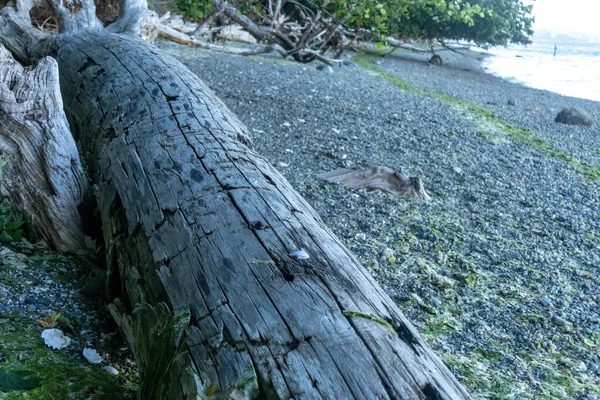 Отбеливаемое выветренное бревно из колючей древесины, лежащее на пляже — стоковое фото