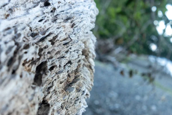 漂白された風化した流木の丸太が海岸に横たわり — ストック写真