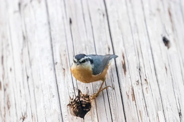 Nuthatch berdada merah berdiri di dekat seluruh mematuk keluar dari tiang kayu — Stok Foto