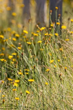 İlkbaharın sonlarında büyüyen uzun karahindiba kümeleri
