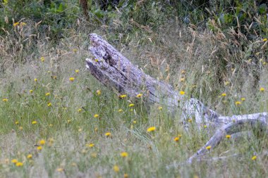 Ölü yaşlı ağaç dalı karahindiba tarlasında yatıyor.